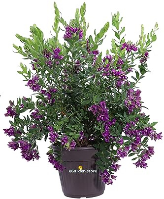Pianta di Polygala Myrtifolia pianta esterno in vaso cespuglio fiore viola ornamentale pianta vera venduta da eGarden.store (Vaso 24 cm)
