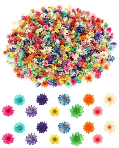 KGDUYC 280 pezzi di margherite essiccate da 2 g in colori chiari misti, piccoli fiori naturali essiccati per l'artigianato, fiori naturali in miniatura per unghie fai da te,scrapbooking