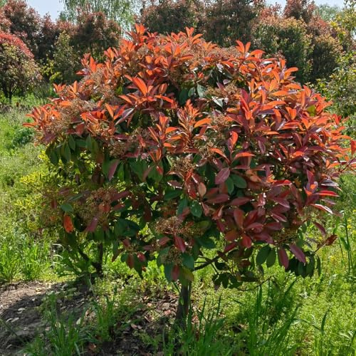 Semillas de petirrojo rojo de Photinia - cobertura - resistentes para el jardín. de níspero rojo petirrojo jardín de arbustos criar 125pcs