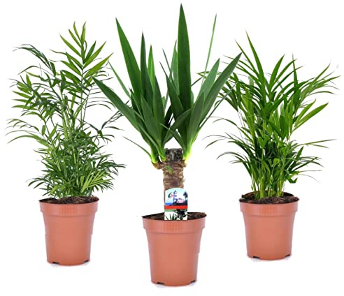 Plant in a Box - Set de 3 mini palmeras para interior - Maceta 12cm - Altura 25-40cm - Plantas de interior - Palmera - Yucca - Areca - Chamaedorea