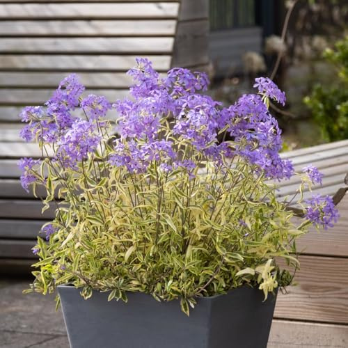 Groundcover Phlox 'Blue Ribbons'. 4L Plant. Evergreen perennial with fragrant flowers. Ideal for rockeries. Available from Bedwen Plants
