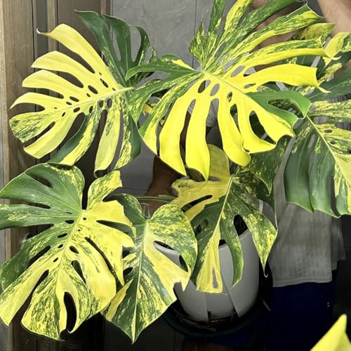 semillas de monstera decoracion sala estar resistentes para el jardín interior paredes 120pcs