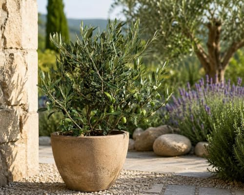Olivenbaum Busch (Olea europaea) ca. 50 cm – Echter Olivenbaum, mediterrane Kübelpflanze, immergrün für Balkon, Terrasse, Wintergarten & Garten, pflegeleicht