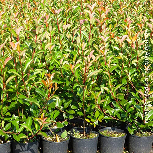 Photinia red robin, 8 piante alte 80/100 cm, vaso Ø18, per una siepe lunga 5 metri