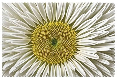 YYHWHJDE Platzdeckchen-Set, 30,5 x 45,7 cm, für Party, Küche, Esszimmer, Dekoration, waschbar, leicht zu reinigen, weiße Chrysanthemen-Texturdiagramm-Muster, 6 Stück