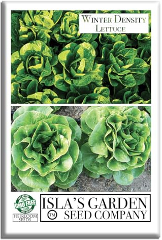 Winter Density Lettuce Seeds (Winter Gem) – 1000+ Non-GMO & Heirloom Seeds, Lactuca Sativa, Crisp Romaine-Butterhead Hybrid, Cool Season Variety, by Isla’s Garden Seeds, Gift Idea for Home Gardens