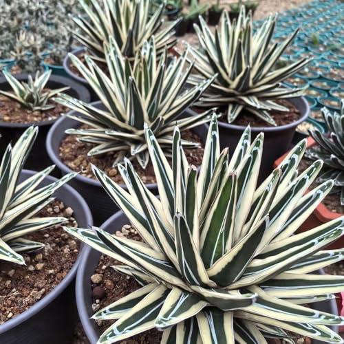 Semi resistenti di Agave americana, giardino di prodotti sostenibili verdi giardino aromatiche da esterno rare vecchie varietà semi selvatiche 55pcs