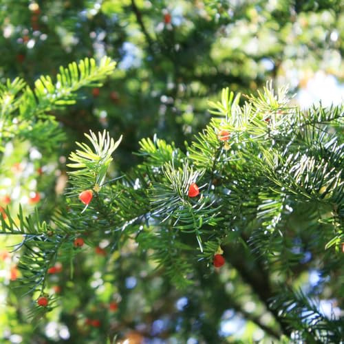 Semi di Taxus baccata, semi di sostenibili raro organico vecchie varietà resistenti verdi ornamentale, resistente balcone giardino 80pcs