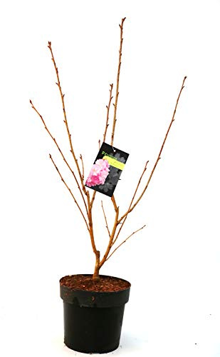 Japanische Nelkenkirsche Prunus serrulata Kanzan 60-100 cm winterhart