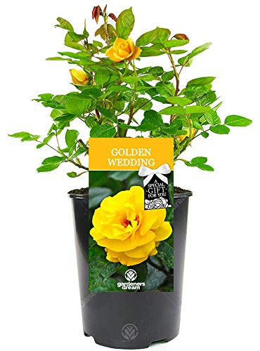 Golden Wedding Rose - 50th Wedding Anniversary - Help Celebrate a Special Couple's Golden Anniversary with a Unique Living Plant Gift
