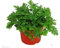 Familie Geraniaceae Pelargonium Graveolens Samen 200 Stück, Rosenduft, Pelargonium Blumensamen, Qu Weng Cao Rose Geranie Samen