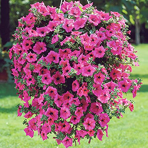 Welldales 50 Rose Pink Petunia Flower Seeds Winter Heaven Scented Trailing Plant UK Annual