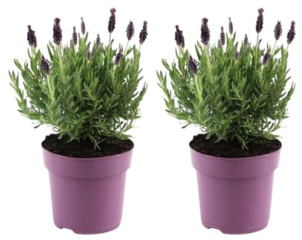 Plant in a Box - Lavandes papillon - Set de 2 - Lavandula stoechas 'Anouk' - Hauteur 25-35cm - Pot 15cm - Arbuste Compact et Résistant - Pourpre