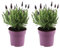 Plant in a Box - Lavandes papillon - Set de 2 - Lavandula stoechas 'Anouk' - Hauteur 25-35cm - Pot 15cm - Arbuste Compact et Résistant - Pourpre