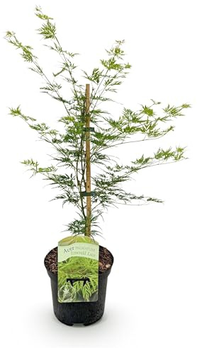 GreenboutiQ - Balkonpflanze - Japanischer Ahorn - Acer palmatum Emerald Lace - Grün - 1 Pflanze - Laubabwerfend - Topf 19cm Höhe 70cm