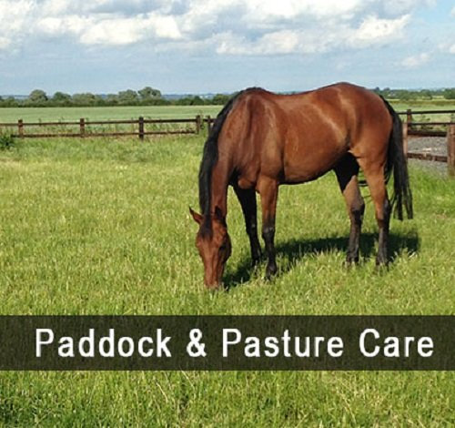 5 Acre Horse Pony Paddock Mix Repair Paddock OVERSEED Pastures Grass Seed 5 Acre