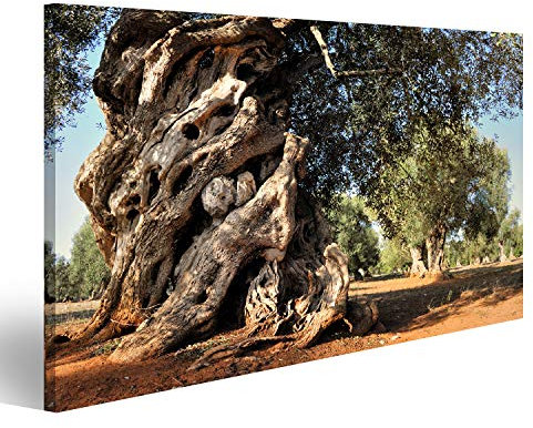 islandburner Bild auf Leinwand Alter Olivenbaum Im Garten Bilder Wandbilder Poster