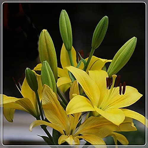 Bulbi lilium Scelta per cercare un burst-1,4bulbis
