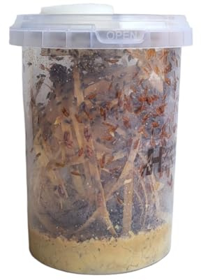 520ml Advanced Husbandry Flightless Fruit Flies, Drosophila Hydei, Large 3-4mm, Culture with Multiple Life Stages