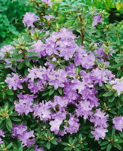 Rhododendron impeditum 'Blumiria' 25-30 cm – Winterhart, Immergrün, Mehrjährig – Zwerg-Rhododendron – Zierstrauch für Garten & Kübel