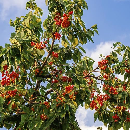 5 piezas de semillas de cerezo para balcón, fruta columnar, decoración de balcón, plantas exóticas, plantas trepadoras resistentes para sombra, árboles frutales columnares, plantas