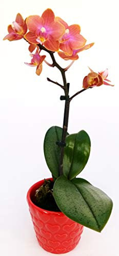POWERS TO FLOWERS - ORCHIDEA PHALAENOPSIS BONSAI GIALLO/ARANCIO IN VASO CERAMICA SFERICO FUCSIA, Pianta Vera