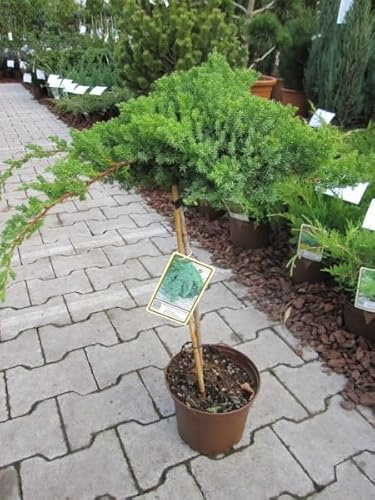 Juniperus procumbens Nana - japanischer Kriechwacholder Stamm 40cm