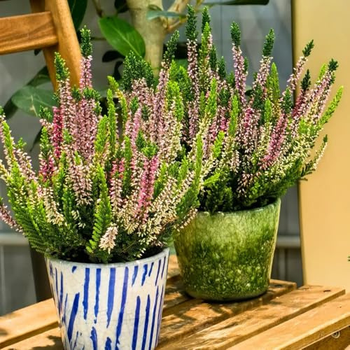 Heidekraut, grabpflanzen Erica carnea, Winterheide, stauden winterhart mehrjährig kübelpflanzen blumensamen 50pcs