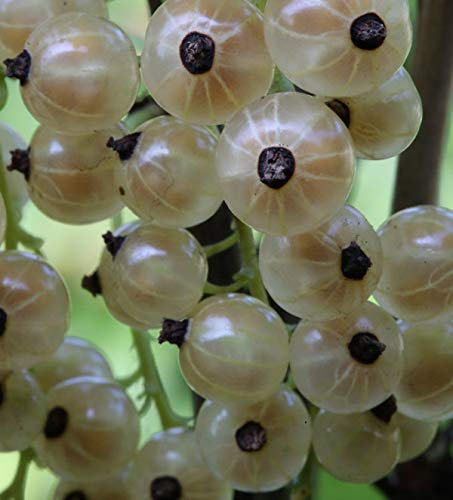 Hochstamm Weiße Johannisbeere Weiße Versailler 80-100cm - Ribes nigrum - lebende Gartenpflanze aus den Baumschulen