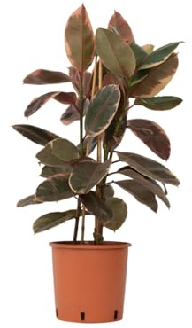 Plant in a Box - Ficus Elastica Belize - Pianta di gomma - Piante per la purificazione dell'aria - Vaso 24cm - Altezza 75-100cm