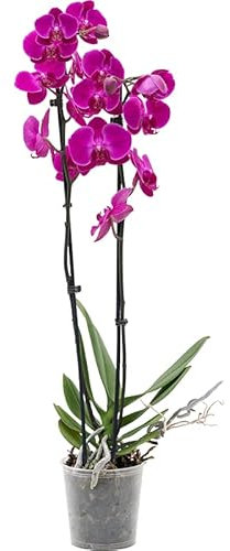 Pink Purple Blooming Phalaenopsis Orchid - Live Potted Orchid Plant - 2 stem in 10-12cm Pot - 50-60cm Tall