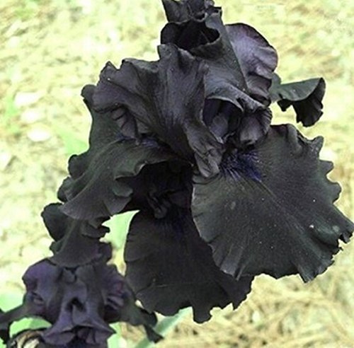 5 semi di Iris neri, fiore del giardino perenne, colore raro, resistente al calore, attraente