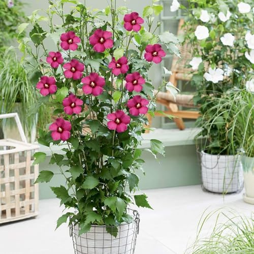 Vivai le Georgiche - Pianta vera di Hibiscus syriacus Flower Tower Ruby Ibisco, Rosa di Sharon - vaso Ø 23 cm - altezza alla vendita 60-80 cm