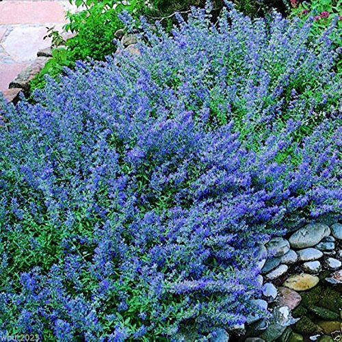Catnint Catnip - 300 semi - Nepeta Mussinii Faassenii - Fiore perenne - NPWS