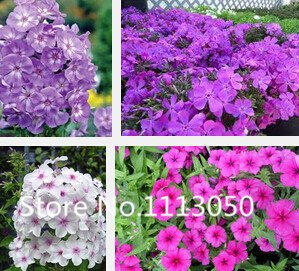 Seeds Sale! 50pcs 10 Kinds Bonsai Phlox Seeds 50% Genuine Organic Seeds Blooming Flower Garden Plant: Only Seeds
