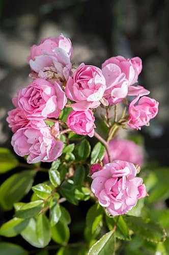 Rosen 'The Fairy', 1 Pflanze, Bodendeckerrose, winterhart, mehrjährig, blühend, Schnittblume, Rosa Hybride, Beetrose rosenpflanze