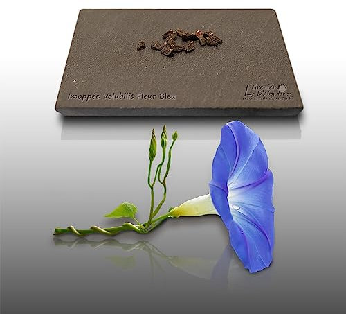 15 graines Fleurs à semer - Le Grenier d'Abondance - IPOMEE Géante bleu d'azur H. 5 Mètres - Ipomoea