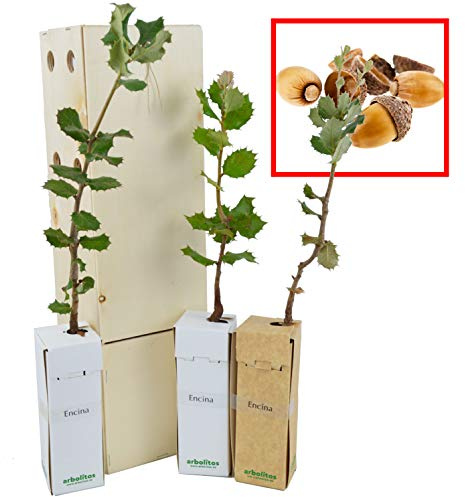 Chêne Vert | Arbre d’Ornement de Petite Taille | Arbre Forestier | Idée Cadeau | Jeune Pousse de 30 cm Reçue dans une Caisse en Bois Réutilisable | Pack 3 Unités