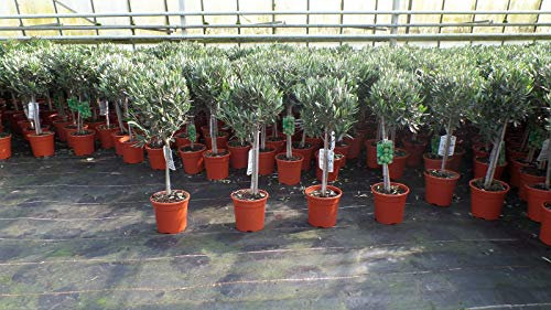 gruenwaren jakubik Olivenbaum Stamm Olive 80-100 cm hoch, beste Qualität, Olea Europaea