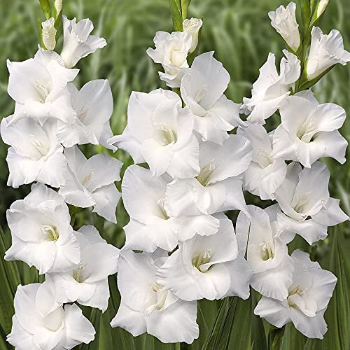 Gladiolus Large Flowers – Enchanting Blooms – Perennial – Summer Flowering Bulbs – for Your Beautiful Garden (10 x Gladiolus Large Flowering White Prosperity)