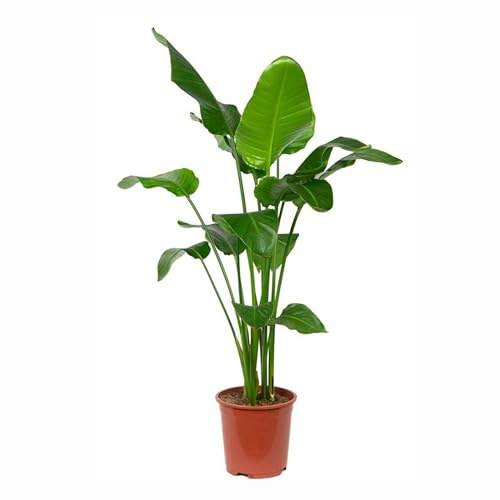 Bloomique - Strelitzia Nicolai - Paradiesvogelblume - XXL Zimmerpflanzen - Luftreinigend - Pflegeleicht - Höhe 150-170 cm - Topf 27 cm