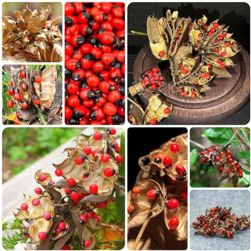 paternostererbsen steingartenpflanzen winterhart paternostererbsen wohnzimmer deko, hängepflanze winterharte garten balkon exotische 100samen