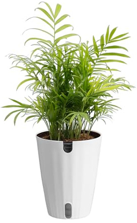 Costa Farms Parlor Palm Live Plant in Plastic Pot, Air Purifying Indoor Houseplant, Perfect for Home, Room, or Office Decor, Great House Warming or Birthday Gift, 14-18 Inches Tall