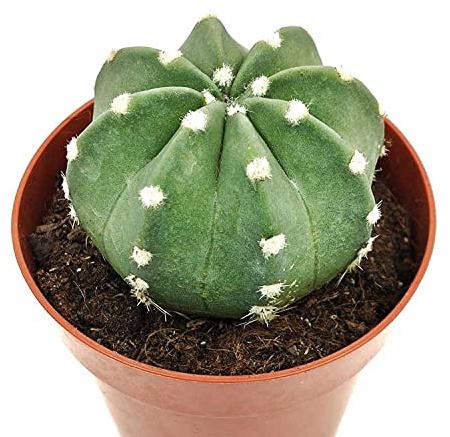 PCMOVILES Cactus Suculenta echinopsis subdenudata en maceta de 8.5cm (planta viva)