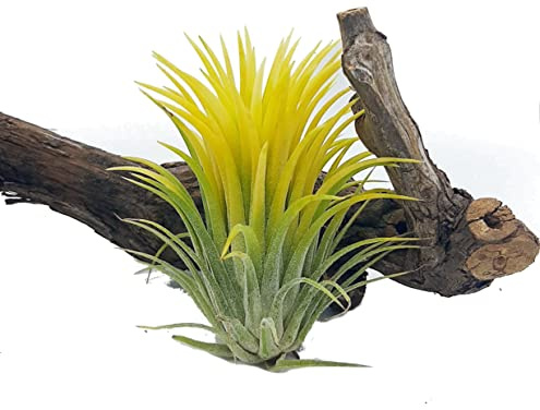 DECOALIVE Tillandsia Amarilla PREMIUM Planta Natural Tillandsia Iotha Druid Variante Color Amarillo muy Exclusiva