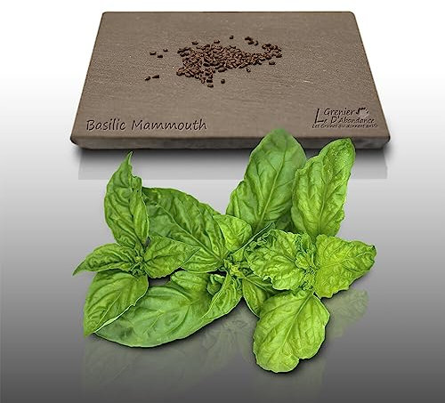 100 graines Aromatiques à semer - Le Grenier d'Abondance - BASILIC Mammouth - Ocimum basilicum