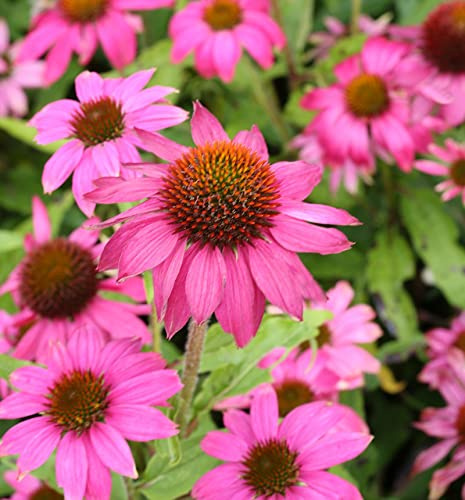 Sonnenhut Pow Wow Wild Berry - Echinacea purpurea - lebende Gartenpflanze aus den Baumschulen