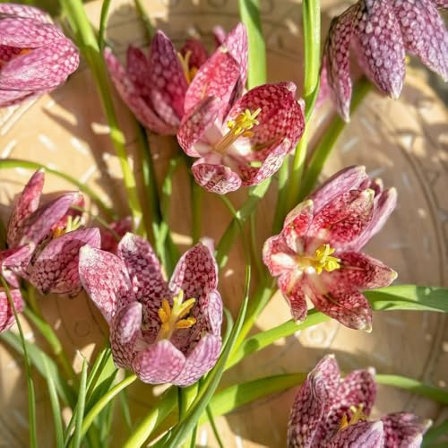 tuberi imperiali corona - resistenti esterno 20pcs