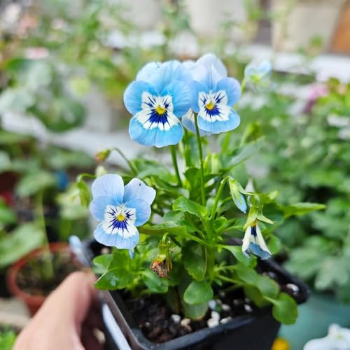 semi di viola del pensiero - viole del pensiero di selvatici esotici semi per balcone giardino interno d'appartamento purificatrici 1200semi