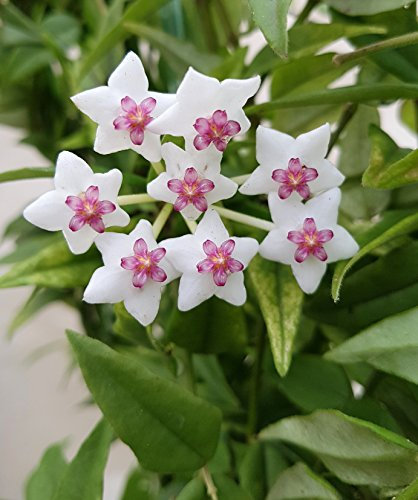 Hoya Bella - wunderschöne hängende Zimmerpflanze ebenso Wachsblume oder Porzellanblume genannt - pflegeleichte Pflanze für das Wohnzimmer mit weißen Blüten - am Spalier